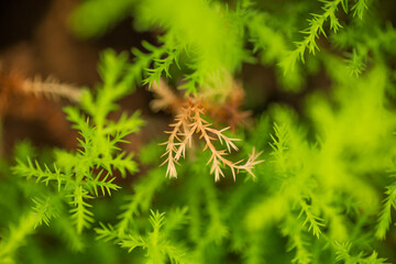 小さな植物の葉