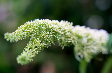 Close up of the white flower of a blooming butterfly bush