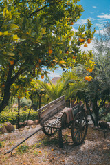 Old wooden cart under orange tree
