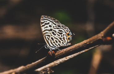 Close up of a butterfly on a tree branch in dark tone background. (Leptotes plinius, Zebra Blue or Plumbago Blue). Spring summer nature background concept, Abstract blurred background.