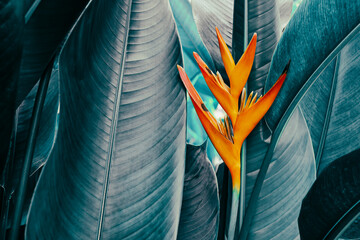 colorful exotic flower blooming on blue leaves background, toned process