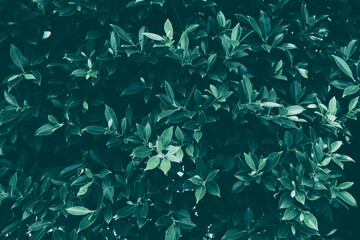 leaves background, dark toned