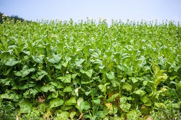 Green tobacco plantation in the field.