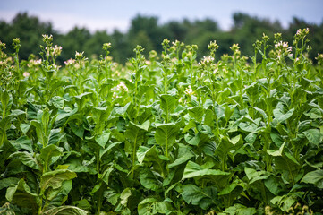 Green tobacco plantation in the field.
