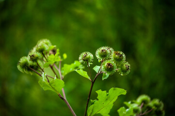 Thistle. Plants with thorns in temperate climates