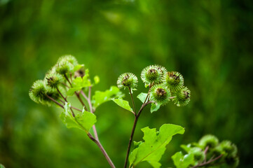 Thistle. Plants with thorns in temperate climates
