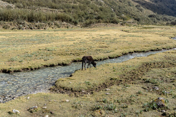 The way to Lake69. Lake 69 is a small lake near of the city of Huaraz, Peru.