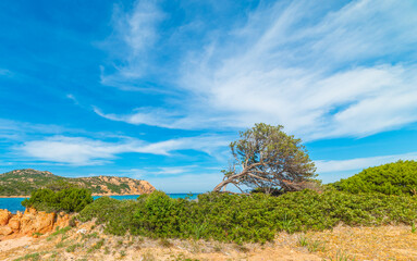 Fototapeta na wymiar Pine tree by the sea in Costa Smeralda under a cloudy sky