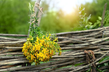 Hypericum flowers (Hypericum perforatum or St. John wort) fresh flowers on wooden rustic fence,...