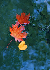 autumn bright leaves in water. autumn atmosphere image. natural background. fall season concept. flat lay
