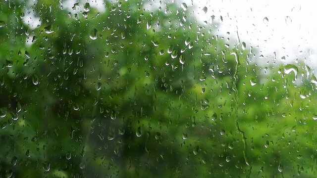 4K raw video of raindrops falling on a window close-up against a bokeh background of swaying trees with green leaves.