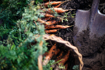 a harvesting carrots