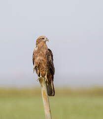 immature brahminy kite.brahminy kite, formerly known as the red-backed sea-eagle in Australia, is a medium-sized bird of prey in the family Accipitridae.