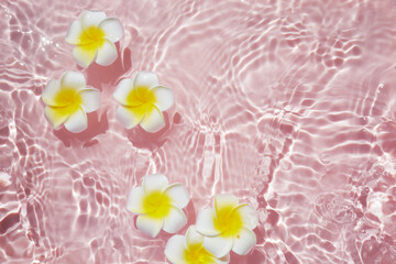 Top view Plumeria or frangipani on surface of pink water. Ripple of water and Shadow of flower.