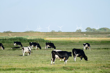 cows in a field, in Sweden Scandinavia North Europe