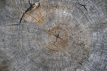 Wood texture. End cut of a poplar trunk. Natural colors in the open air. Close-up.