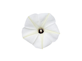 Obraz premium Close up Obscure morning glory on white background.