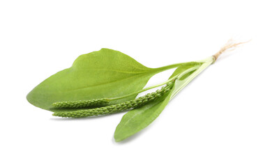 Broadleaf plantain with seeds on white background. Medicinal herb © New Africa