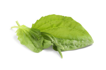 Leaves and seeds of broadleaf plantain on white background. Medicinal herb