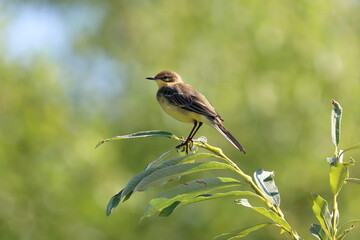 Motacilla flava. Yellow wagtail on a branch on a summer day