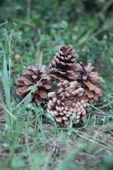 Pineapple, fruit or seed of the tree pine.