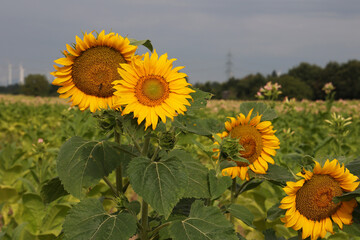 Sunflowers on the background of a tobacco field