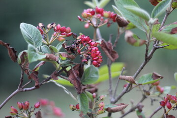 red wild plant, bunch of red fruits or seeds.