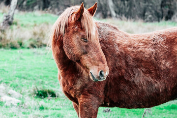 A portrait of the poor brown horse in a bad condition and no care.