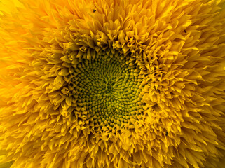 Gros plan sur une fleur de Tournesol pompon nain 'Teddy Bear' helianthus annuus ou à doubles capitules peluchés jaune orangé, centre brun verdâtre 