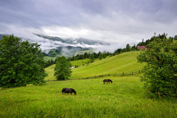Beautiful mountain landscape with horses in the pasture. Foggy morning after the rain. Location place Carpathian mountains, Ukraine, Europe.