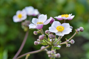 Pink flower of Chinese anemone / Anemone hupehensis in the garden