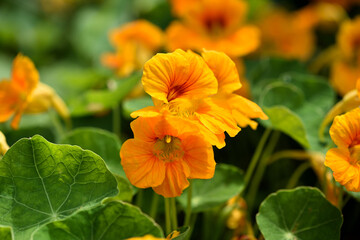Close-up of vibrant yellow nasturtium or tropaeolum majus flowers in the garden. Selective focus