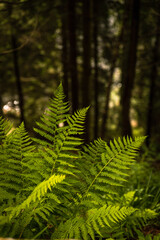 fern in the forest