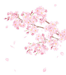 満開の桜の枝と散る花びらのクローズアップ。水彩イラスト。