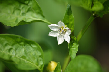 Flower bell pepper among green leaves in the garden