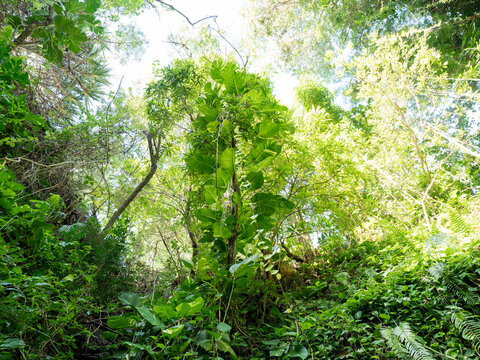 Puit de v&eacute;g&eacute;tation