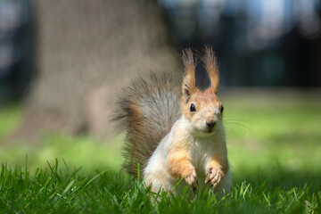 Naklejka na ściany i meble A beautiful red squirrel walks in a spring park.