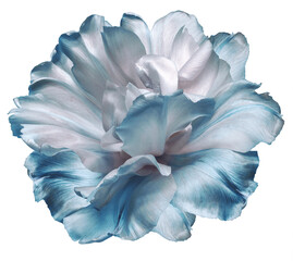 Fototapeta na wymiar White-blue tulip flower on white isolated background with clipping path. Closeup. For design. Nature.