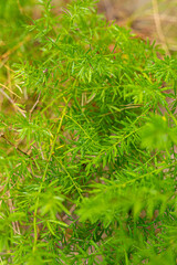 green background, fresh, summer color, plants, leaves