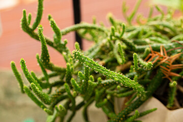 cactus, green bud, spring, wet, fresh