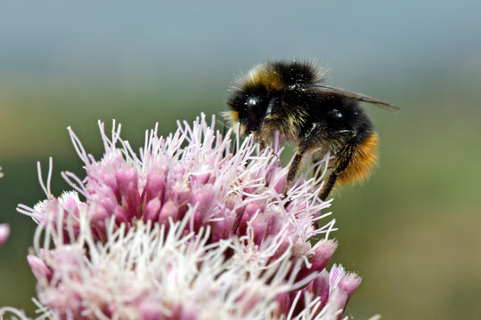 red-tailed bumblebee // Steinhummel (Bombus lapidarius)