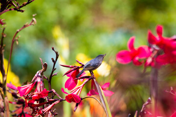真っ赤な花に止まったウスズミハナサシミツドリ