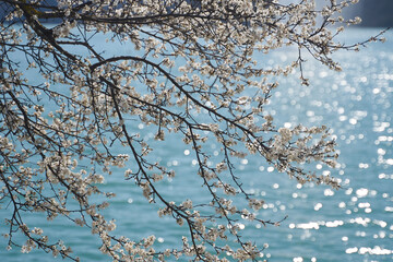 Almond blossom in early spring, close-up. Blurred soft blue background.