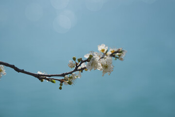 Almond blossom in early spring, close-up. Blurred soft blue background.