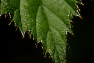 Macro image of green plants