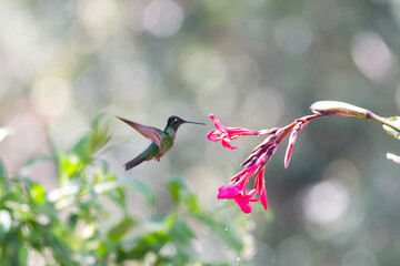 花の蜜を吸いにやって来たハチドリ