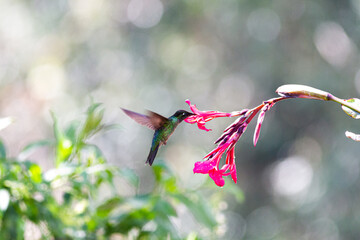 花の蜜を吸いにやって来たハチドリ