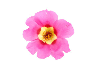 Naklejka na ściany i meble Pink flower of moss rose isolated on white, Portulaca grandiflora