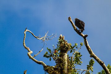 枝に止まって辺りをうかがうクロコンドル