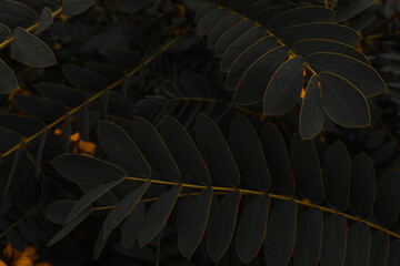 Obraz premium leaves in spring